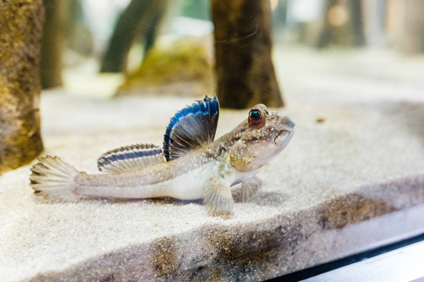 Unusual fish mudskipper or Periophthalmus barbarus in aquarium - Photo, Image