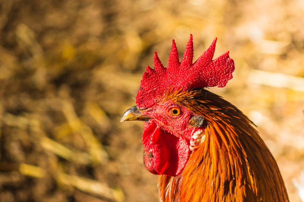 gallo decorativo con piumaggio colorato luminoso in libertà
 - Foto, immagini