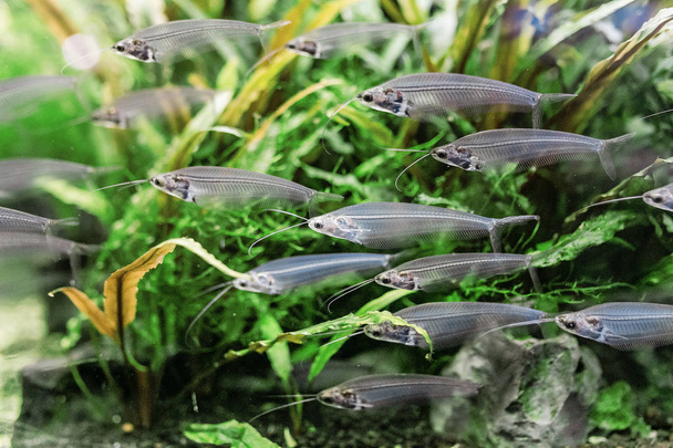 Epätavallinen lasi monni tai ryptopterus vitreolus akvaariossa
 - Valokuva, kuva