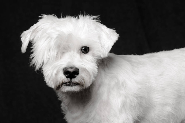 Animal portrait of white schnauzer dog on black background. - Фото, изображение