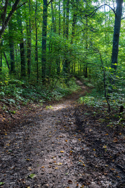 туристична стежка в літньому зеленому лісі
 - Фото, зображення