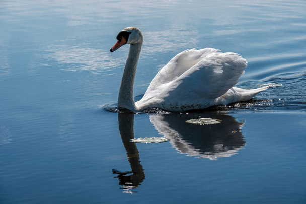Bílá labuť, plovoucích na klidné vodní ploše - Fotografie, Obrázek