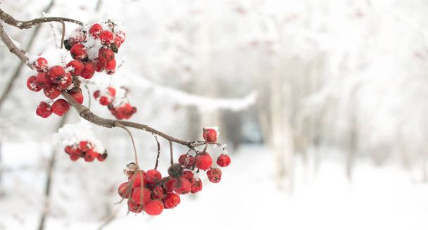 Rowan ág a piros bogyós gyümölcsök. Szezonálisan karácsonyi és újévi téli háttér koncepció. Közelkép Fotó. - Fotó, kép