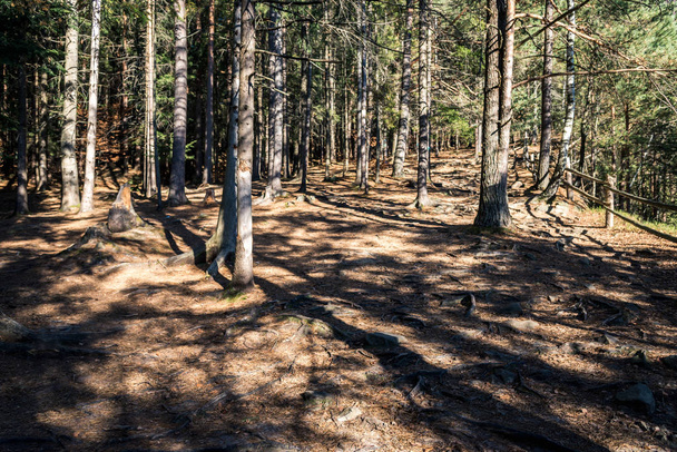 δάση με φυτείες κωνοφόρων δέντρων με ένα ίχνος πλήρους καρέ - Φωτογραφία, εικόνα
