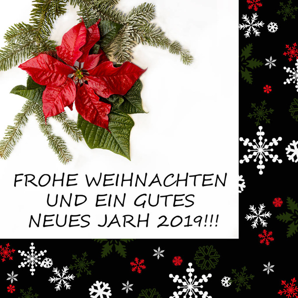 Αλεξανδρινό λουλούδι με έλατο και το χιόνι σε άσπρο φόντο. Ευχητήρια κάρτα Χριστουγέννων. Καρτ ποστάλ. Χριστούγεννα. Κόκκινο, άσπρο και πράσινο."ευχόμαστε καλά Χριστούγεννα und ein ένα νέο έτος 2019" - Φωτογραφία, εικόνα