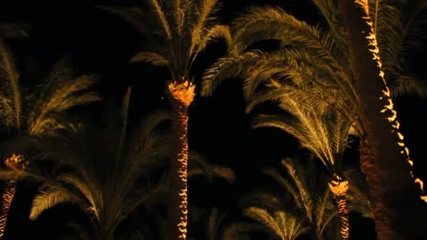 Vista para o topo das palmeiras de data de baixo à noite. Data ramos de palma iluminados de baixo à noite. Um conceito relaxante. Conceito de viagem. Recreação tropical. Férias em trópicos. Conceito relaxante
 - Filmagem, Vídeo