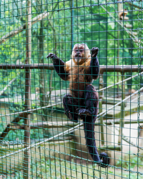 Mono en una jaula en el zoológico
. - Foto, Imagen