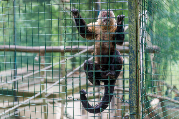 Małpa w klatce w zoo. - Zdjęcie, obraz