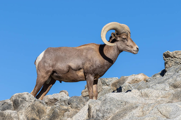 Un bonito carnero de oveja del desierto
 - Foto, Imagen