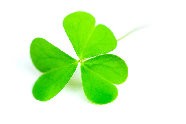 Creeping woodsorrell (Oxalis corniculata), isolated green leaf clover on white, lucky - Photo, Image