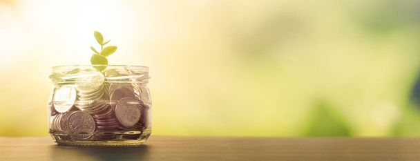 Jar with coins. Plant sprout grows in the jar. Budget, saving money concept with copy space for web banner - Photo, Image