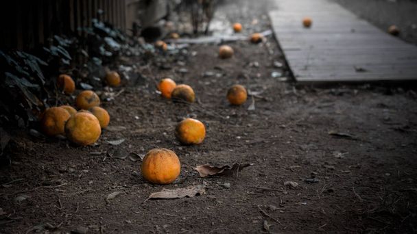 Sinaasappelen te verspillen aan de grond in California, Usa - Foto, afbeelding