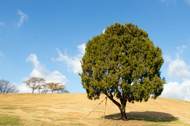 Árbol solitario en el parque olímpico, seúl con campo de hierba amarilla y fondo de cielo azul - Foto, imagen