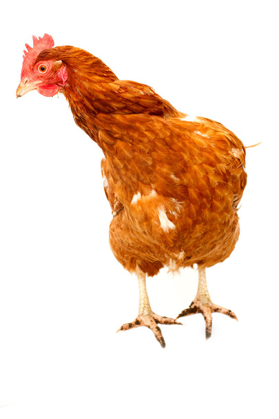 rhode island red chicken isolated - Foto, Imagen
