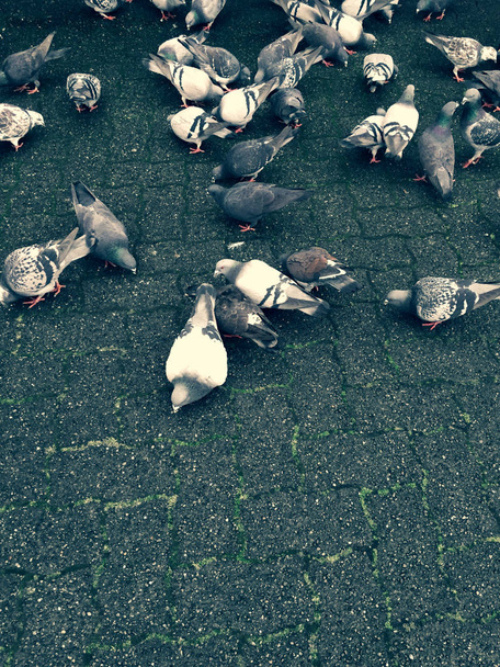 Gołębie, żerowania na ziemi karmienia nad na szczycie miasta kostka brukowa. - Zdjęcie, obraz