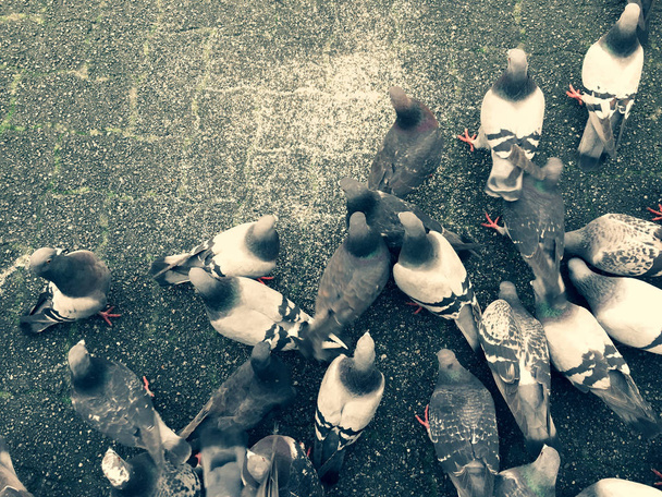 Gołębie, żerowania na ziemi karmienia nad na szczycie miasta kostka brukowa. - Zdjęcie, obraz