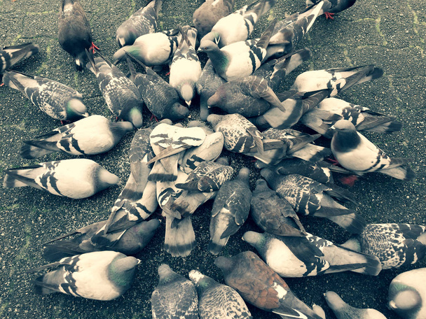 Pigeon feeding frenzy while eating birdseed on gray paving stone - Photo, Image