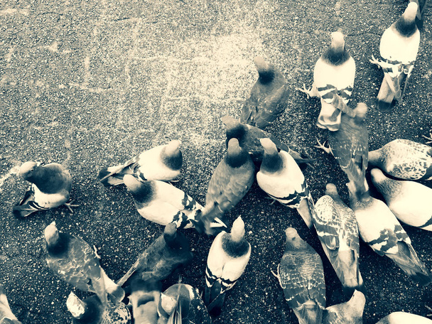 Pigeons se nourrissant au sol se nourrissant au-dessus des pavés de la ville
. - Photo, image