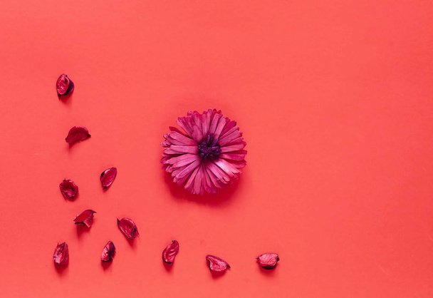 Greeting card of gerbera flower on the background of coral for Valentines Day, Womens Day and Mothers Day holidays. Color of the year 2019 concept.  - 写真・画像