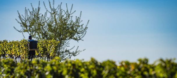 manuelle Weinlese im Weinberg von Bordeaux, Heiliger Zinnober, Gironde, neue Aquitaine - Foto, Bild