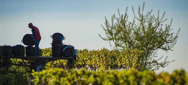 Manual harvesting in the Bordeaux vineyard, Saint Emilion, Gironde, New Aquitaine - Photo, Image