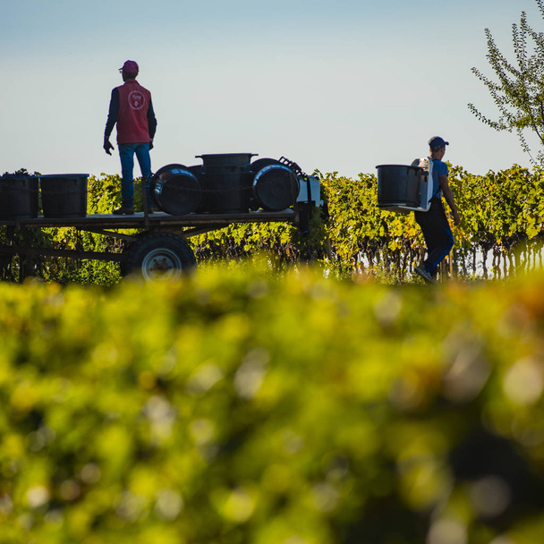 Colheita manual na vinha de Bordeaux, Saint Emilion, Gironde, Nova Aquitânia
 - Foto, Imagem