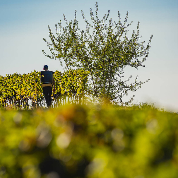 Manual harvesting in the Bordeaux vineyard, Saint Emilion, Gironde, New Aquitaine - Photo, Image