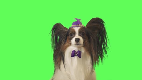 Beautiful dog Papillon in a purple hat with feather and bow is talking on green background stock footage video - Footage, Video