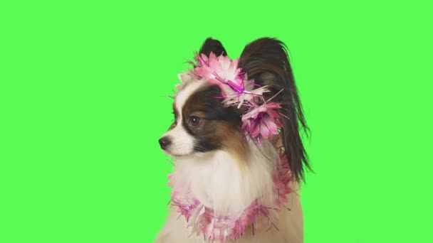 Beautiful dog Papillon in garland of flowers is talking to the camera on green background stock footage video - Footage, Video
