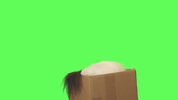 Beautiful dog Papillon pulls out toy from a cardboard box on green background stock footage video - Footage, Video