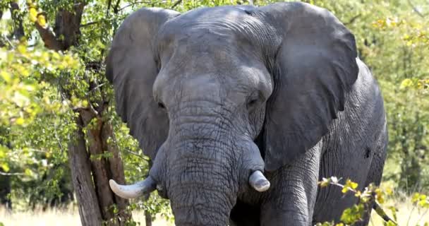 Majestueuze Afrikaanse olifant in natuurlijke habitat in Moremi game reserve, Botswana safari dieren in het wild - Video
