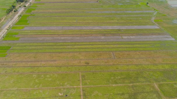 Pole ryżowe i grunty rolne w Indonezji - Zdjęcie, obraz