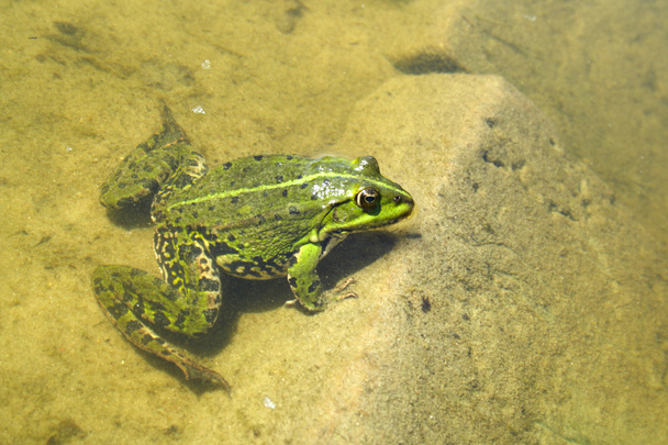 緑のカエル - 写真・画像
