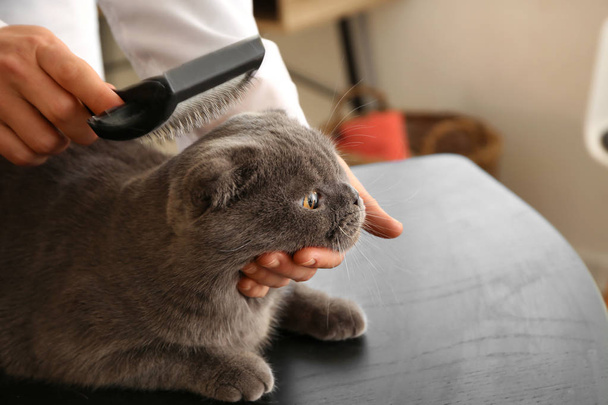 Peluquería cepillando gato en salón
 - Foto, imagen