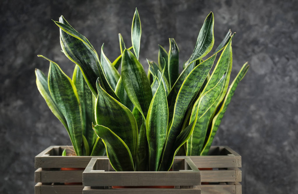 灰色の背景に装飾的なサンセベリア植物 - 写真・画像