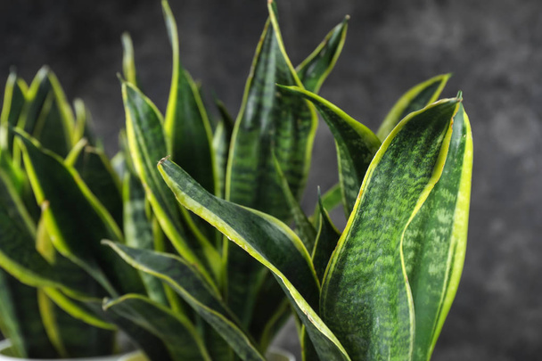 Декоративні рослини сансев'єрії, крупним планом
 - Фото, зображення