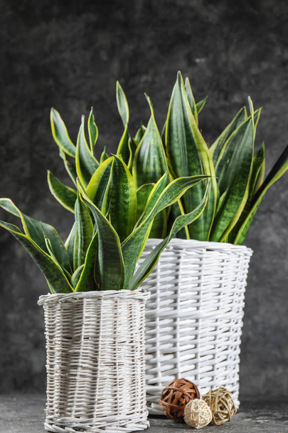 dekorative Sansevieria-Pflanzen auf grauem Tisch - Foto, Bild