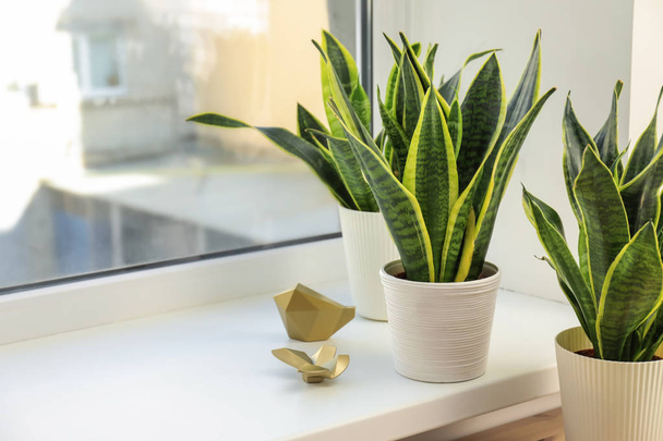 Decorative sansevieria plants on windowsill - Photo, Image