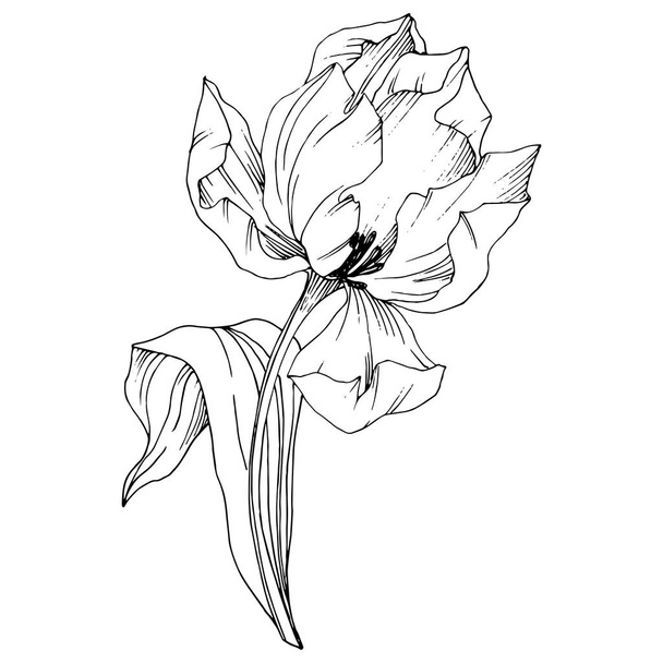 Vektori Tulip Mustavalkoinen kaiverrettu muste taidetta. Kukka kasvitieteellinen kukka. Erillinen tulppaanin kuvituselementti
. - Vektori, kuva