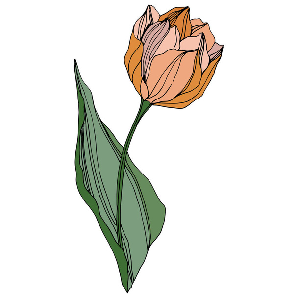 Vector Tulip engraved ink art. Floral botanical flower. Spring leaf wildflower. Isolated tulip illustration element. - ベクター画像