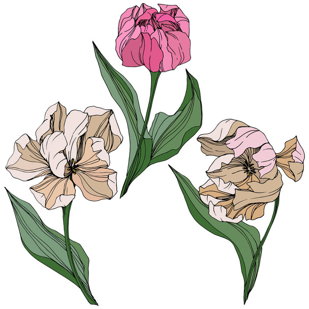 Διάνυσμα Tulip χαραγμένο μελάνι τέχνης. Floral βοτανικό λουλούδι. Άνοιξη φύλλων wildflower. Απομονωμένη τουλίπα εικόνα στοιχείο. - Διάνυσμα, εικόνα