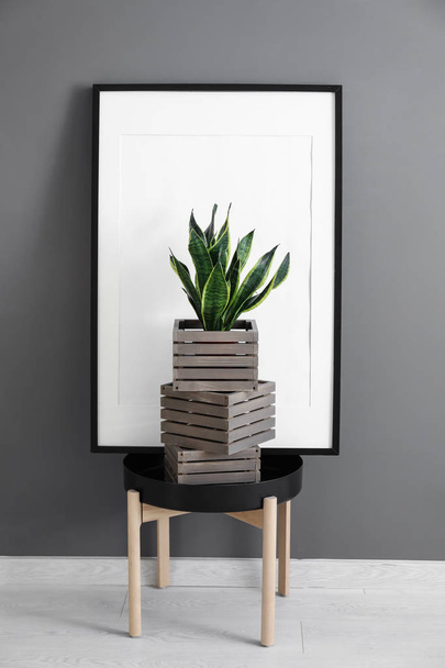 Planta sansevieria decorativa con cajas de madera sobre mesa cerca de pared gris
 - Foto, Imagen
