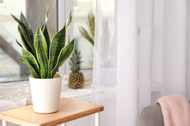 Decorative sansevieria plant on wooden table in room - Фото, изображение