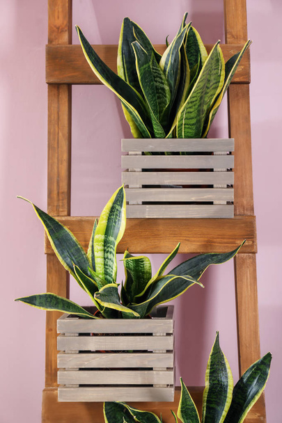 Plantas decorativas de sansevieria en escalera de madera cerca de la pared de color
 - Foto, imagen