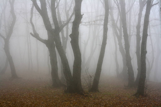 Σκοτεινή ομίχλη φθινόπωρο βράδυ στο δάσος - Φωτογραφία, εικόνα