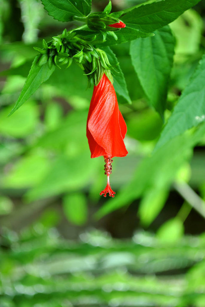 Ένα μικρό μονό Ιβίσκος Ρόζα-sinensis λουλούδι κουνάμε απαλά από το ένα υποκατάστημα - Φωτογραφία, εικόνα