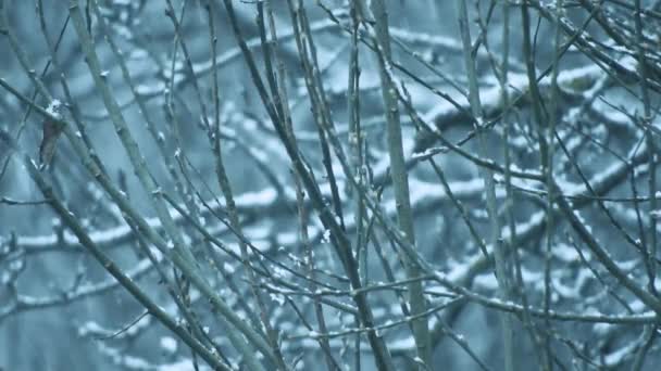 Sněží na větve stromů, chladné počasí téměř na svátky - Záběry, video