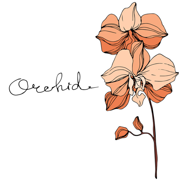 Vector orange orchids. Wildflowers isolated on white. Engraved ink art with 'orchid' lettering - Vector, Image