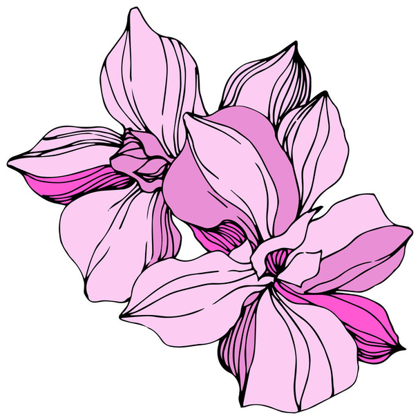Vector pink orchids. Wildflowers isolated on white. Engraved ink art - Vektor, Bild