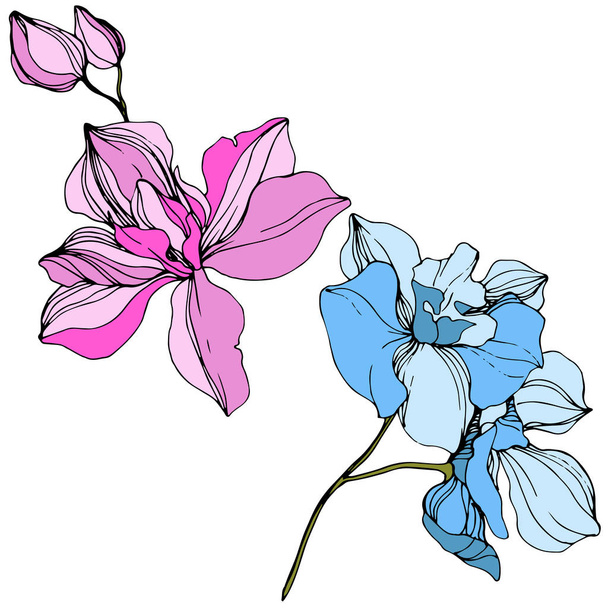 Vector pink and blue orchids. Wildflowers isolated on white. Engraved ink art - Vector, Image